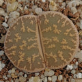 Lithops lesliei ssp LESLIEI