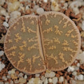 Lithops lesliei ssp LESLIEI