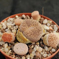 Lithops sp