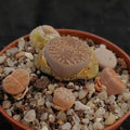 Lithops sp