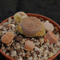 Lithops sp