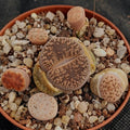 Lithops sp