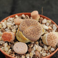 Lithops sp