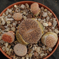 Lithops sp
