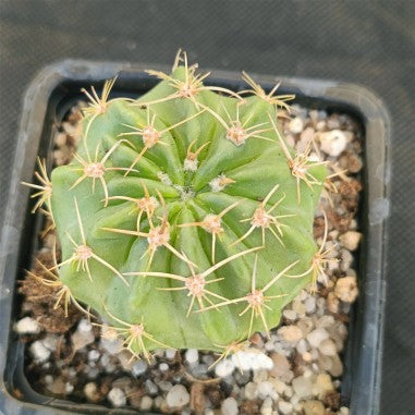 Lobivia obrepanda