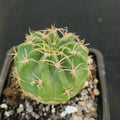 Lobivia obrepanda