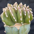 Lophocereus marginatus  CRESTADO