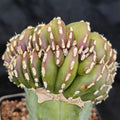 Lophocereus marginatus  CRESTADO INJERTADO