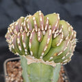 Lophocereus marginatus  CRESTADO INJERTADO