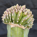 Lophocereus marginatus  CRESTADO INJERTADO