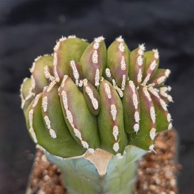 Lophocereus marginatus  CRESTADO