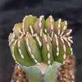 Lophocereus marginatus  CRESTADO