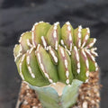 Lophocereus marginatus  CRESTADO