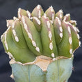 Lophocereus marginatus  CRESTADO