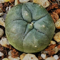 Lophophora diffusa RIO VERDE SLP
