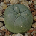 Lophophora diffusa RIO VERDE SLP