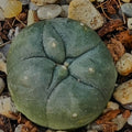 Lophophora diffusa RIO VERDE SLP