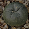 Lophophora difusa RIO VERDE SLP