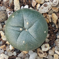Lophophora difusa RIO VERDE SLP