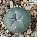 Lophophora difusa RIO VERDE SLP