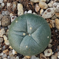 Lophophora difusa RIO VERDE SLP