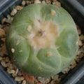 Lophophora fricii