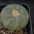 Lophophora fricii
