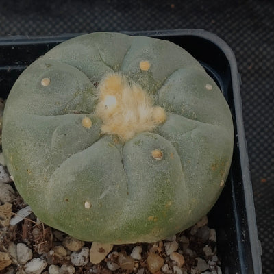 Lophophora fricii
