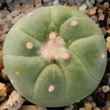 Lophophora fricii