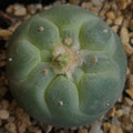 Lophophora fricii