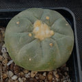 Lophophora fricii