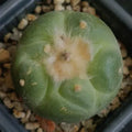 Lophophora fricii