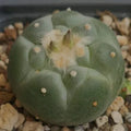 Lophophora fricii
