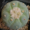 Lophophora fricii