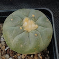Lophophora fricii
