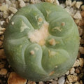 Lophophora fricii