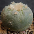 Lophophora fricii