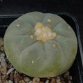 Lophophora fricii