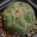 Lophophora fricii
