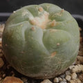 Lophophora fricii
