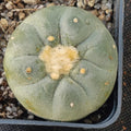 Lophophora fricii