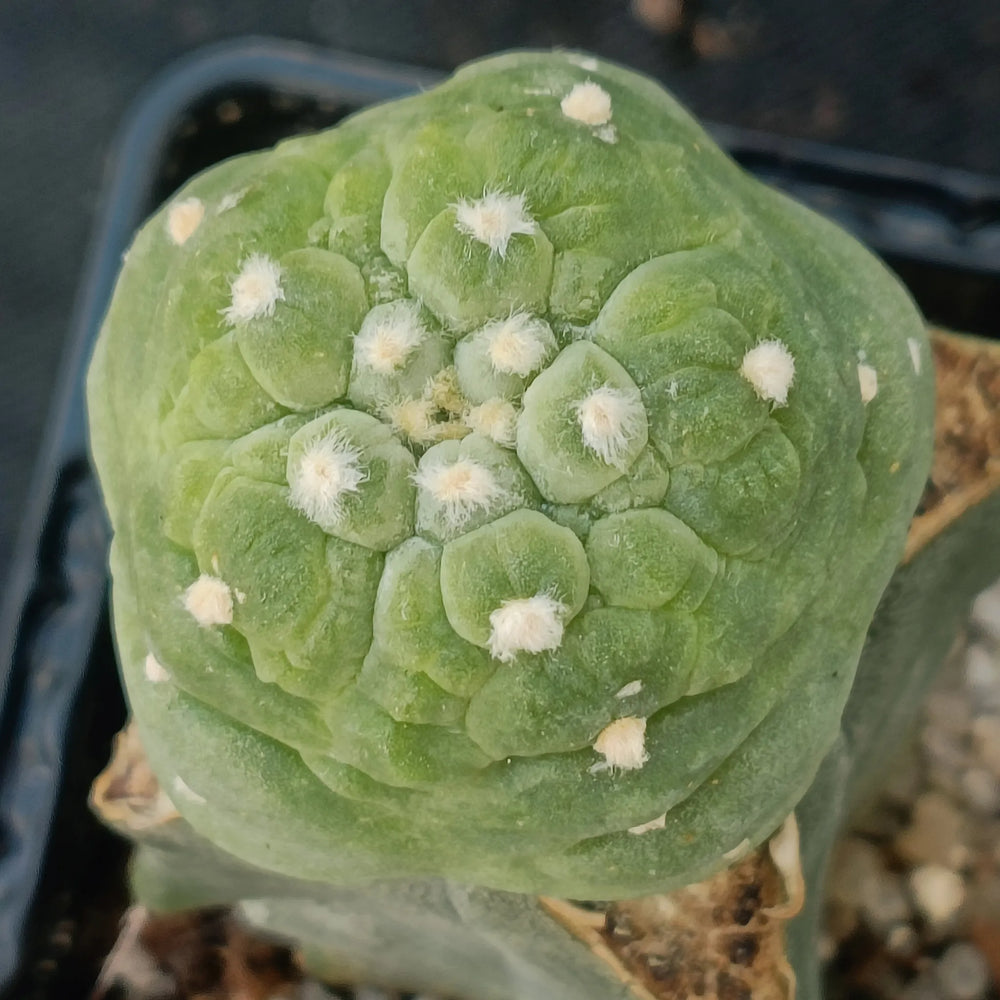 Lophophora fricii cv. Takenaka
