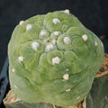 Lophophora fricii cv. Takenaka