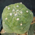 Lophophora fricii cv. Takenaka