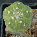 Lophophora fricii cv. Takenaka