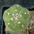 Lophophora fricii cv. Takenaka