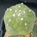 Lophophora fricii cv. Takenaka