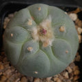 Lophophora fricii