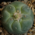 Lophophora fricii