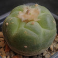 Lophophora fricii